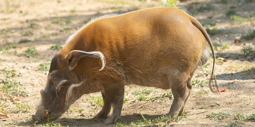A red coloured bristly hog, tusked, rooting around in some rather dry, arid soil. It has a long tail and large testicles.
