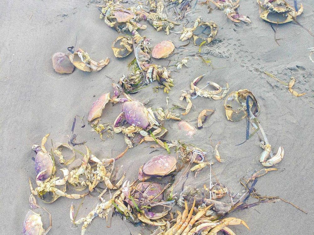 A bunch of crabs, some losing their shells as they molt, on a grey sandy beach.