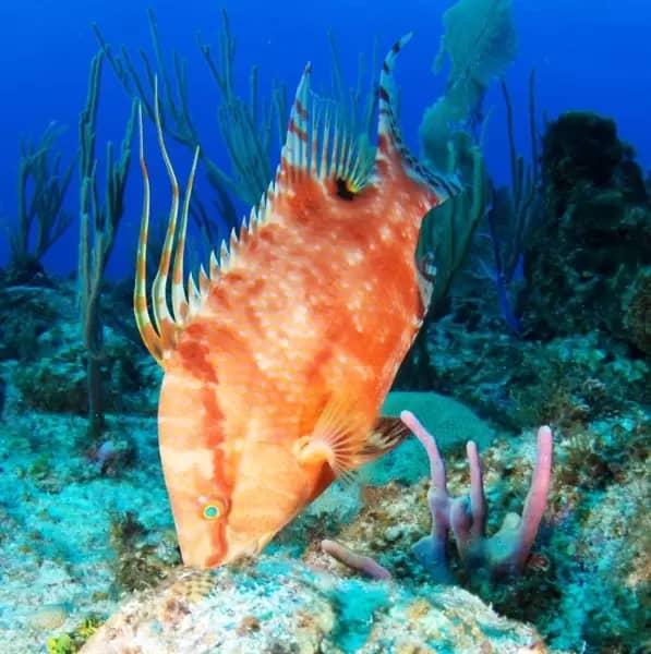 The hogfish