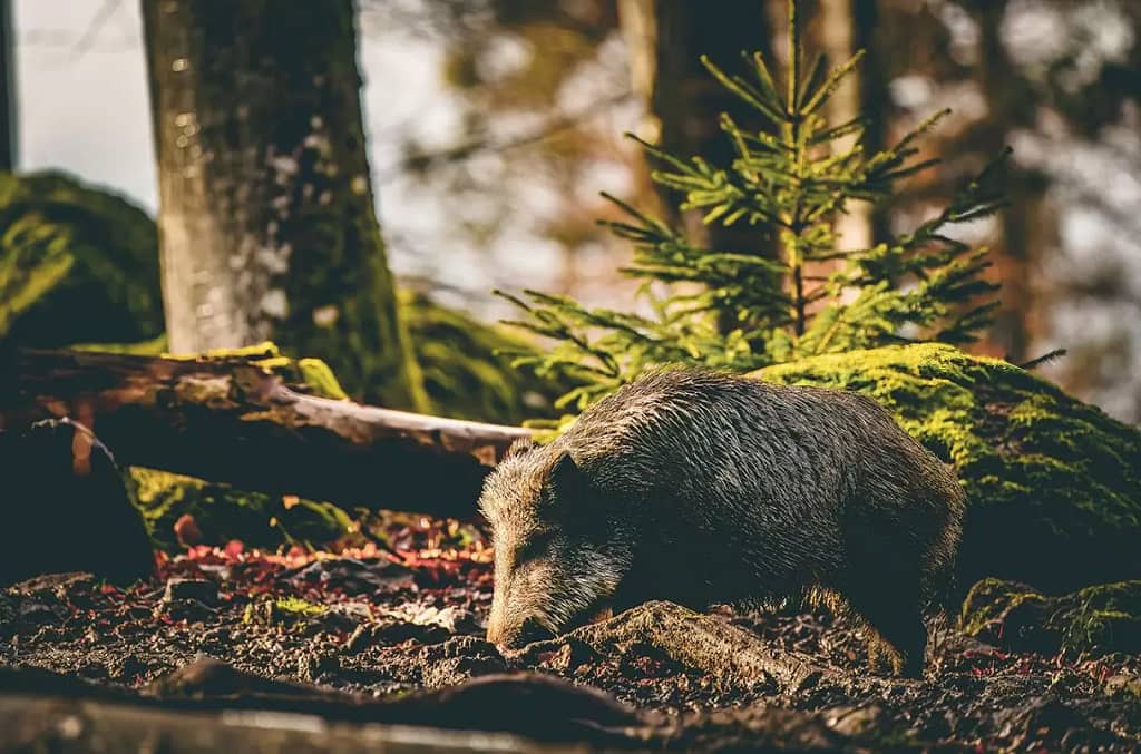 A wild boar, brown with grey highlights in its bristles, rooting around in the rich soil underneath a fallen tree in the Bavarian forest. There's a bright green mossy clad root ball behind it and a small green/brown fir tree sapling just behind that.