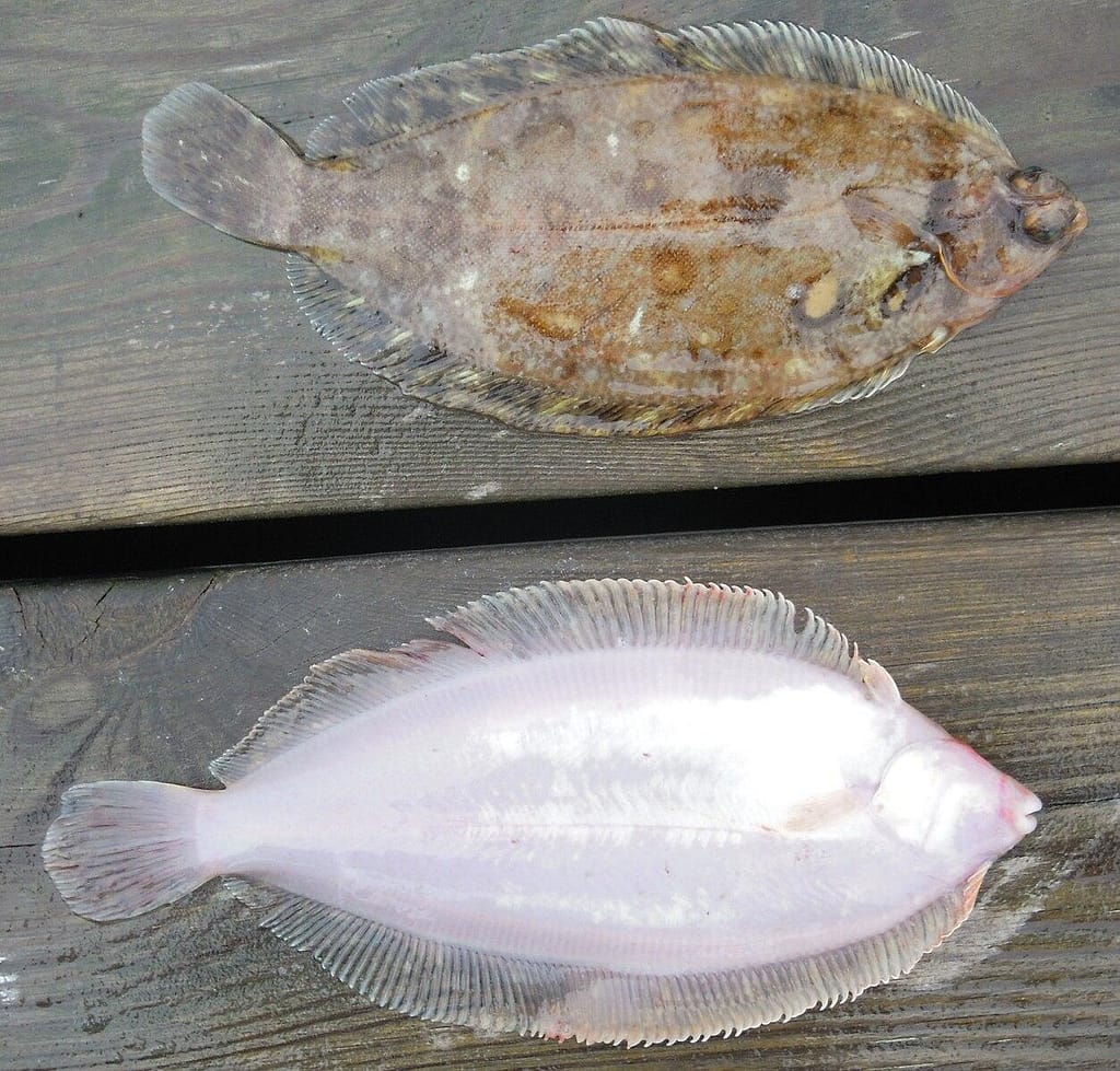 Two soles on a wooden slab; one belly up, white, the other belly down with brown speckled camouflage