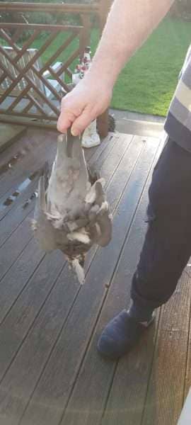 A dead pigeon