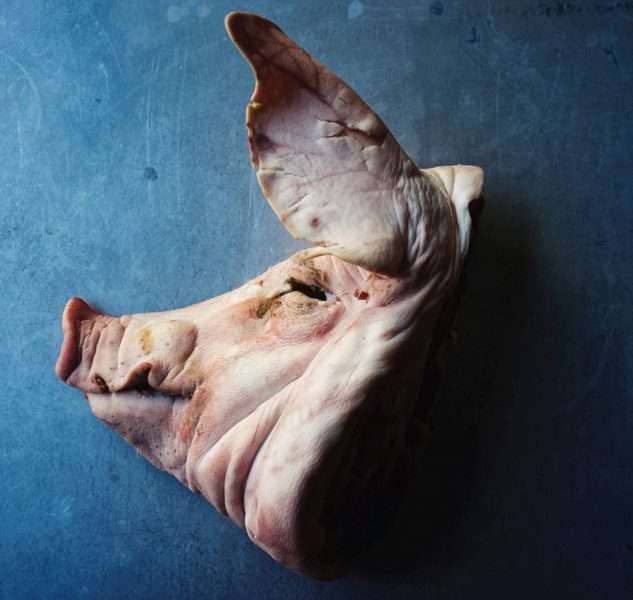 A pig's head