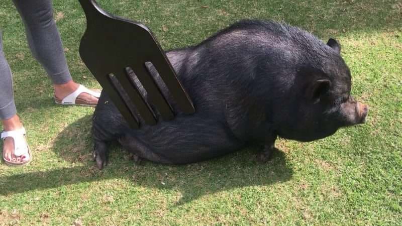 Woman scratches a pig with a giant fork