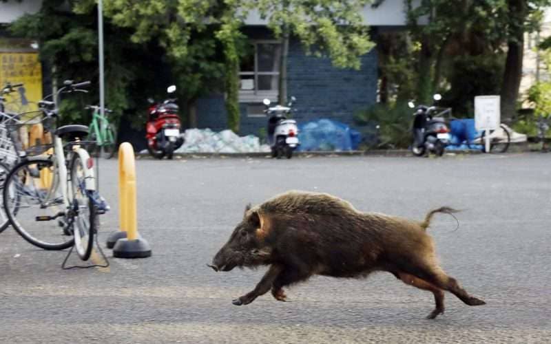 A wild boar runs through the grounds of a Kyoto University dormitory in the western Japan city of Kyoto