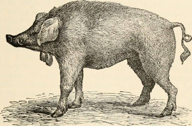 Irish greyhound pig