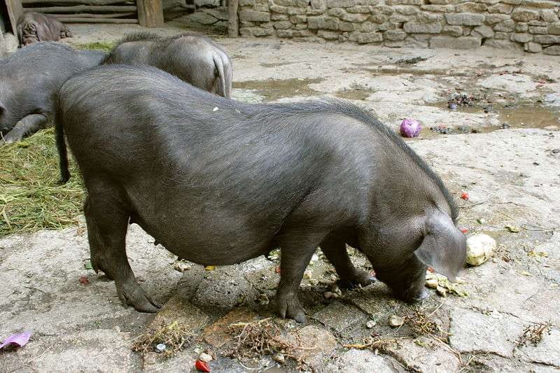 Tierpark Meishan Pig