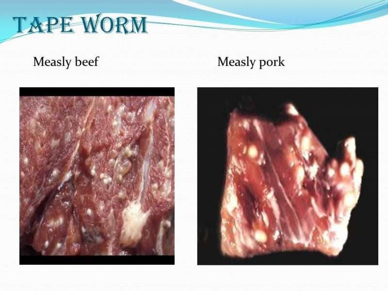 Measly pork Submitted by- Vivek H.R Submitted to- Dr. Dilip Dept Of veterinary pathology