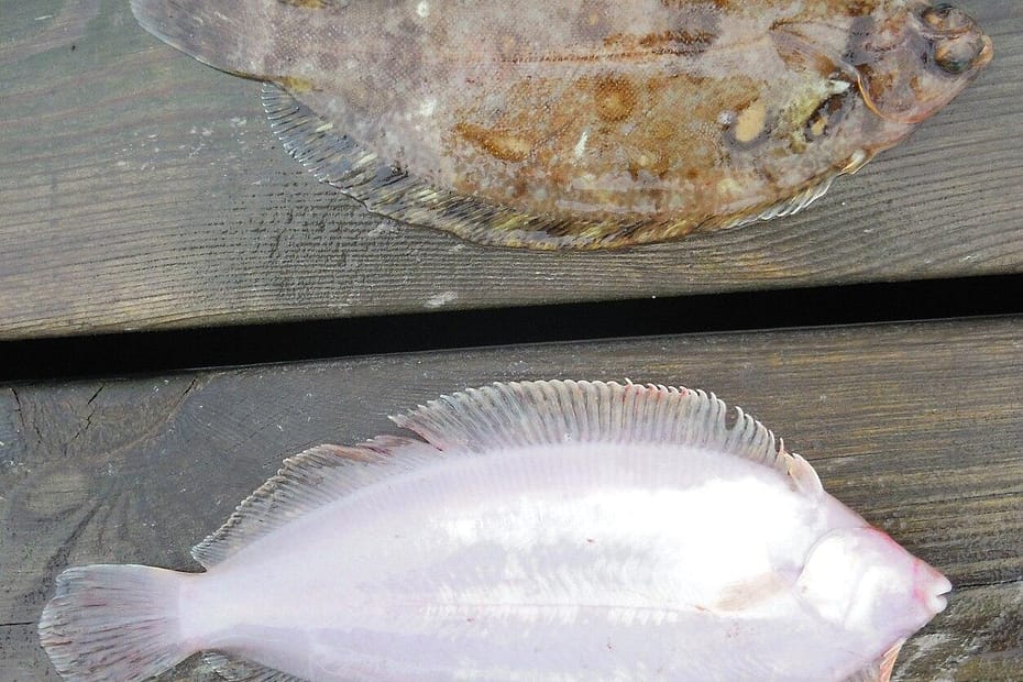 Two dead sole fishes laid on a wooden slab; one belly up, white, the other belly down with brown speckled camouflage