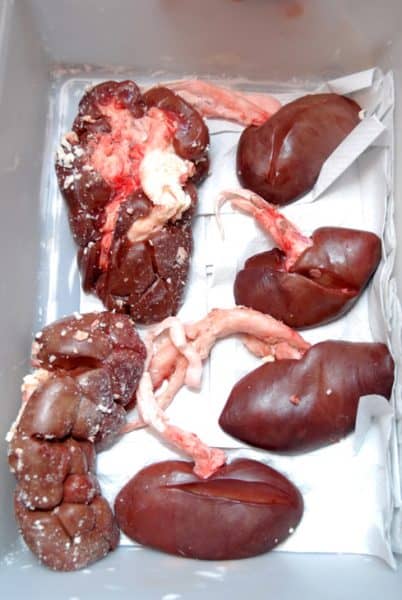 Offal organs