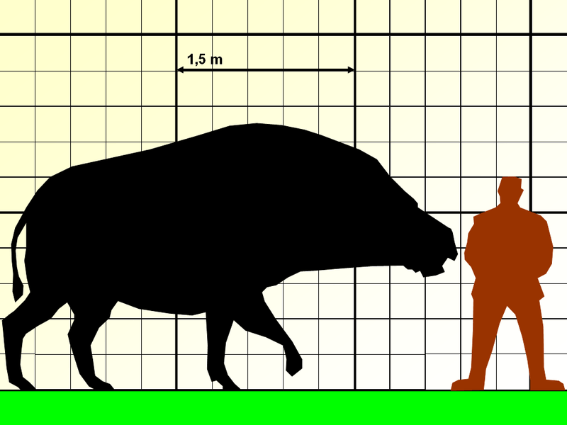 Comparison with human