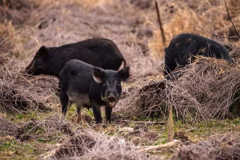 Foraging feral pigs in Myakka River State Park in Sarasota, Floridaa.