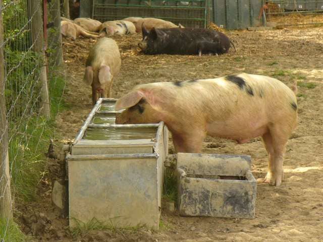 Pig snouts in a trough