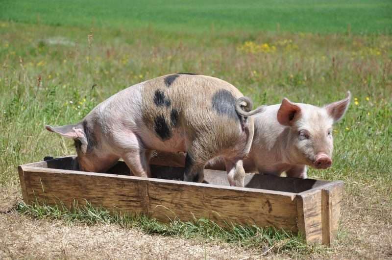 Pigs bathing in a trough
