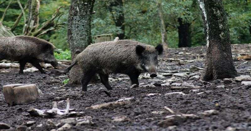 Wild boar sniff out cocaine stash