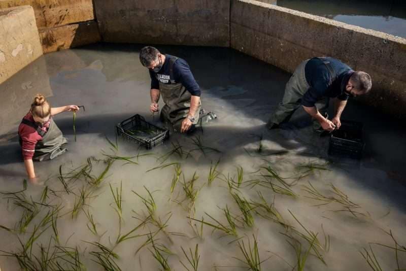 Sea grass being harvested