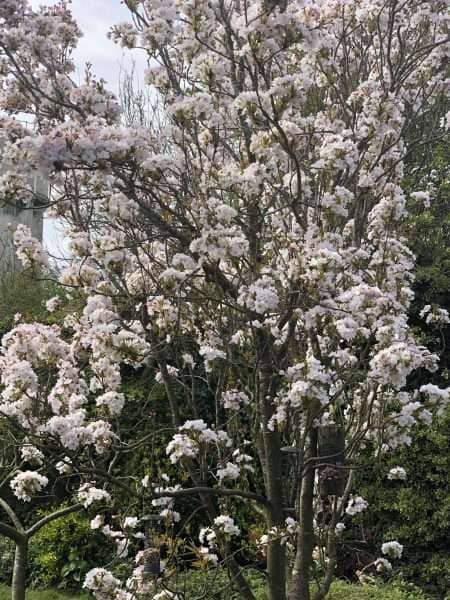 Cherry tree in full blossom
