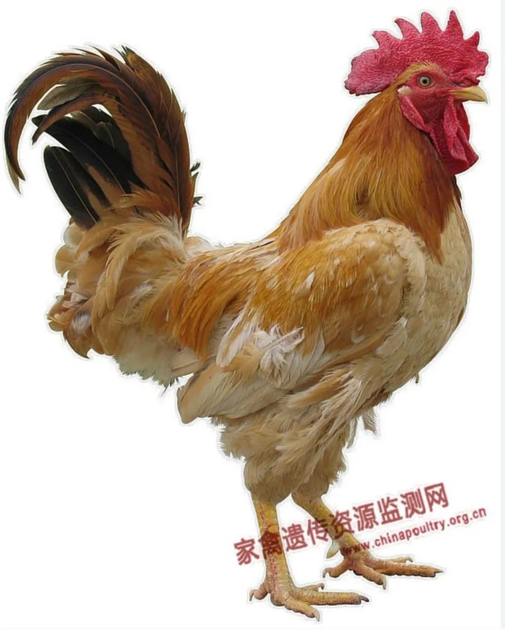 A male Zhenyang "3 Yellows" chicken. Yellow feet, flanks & beak, whilst it has a bright red comb.