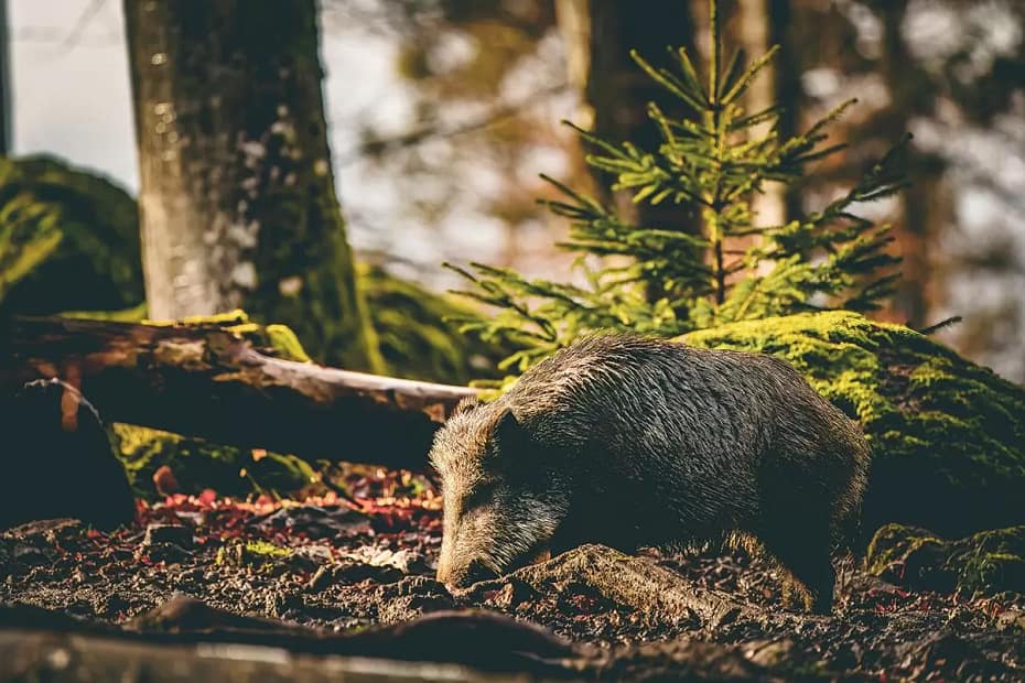 A wild boar, brown with grey highlights in its bristles, rooting around in the rich soil underneath a fallen tree in the Bavarian forest. There's a bright green mossy clad root ball behind it and a small green/brown fir tree sapling just behind that.