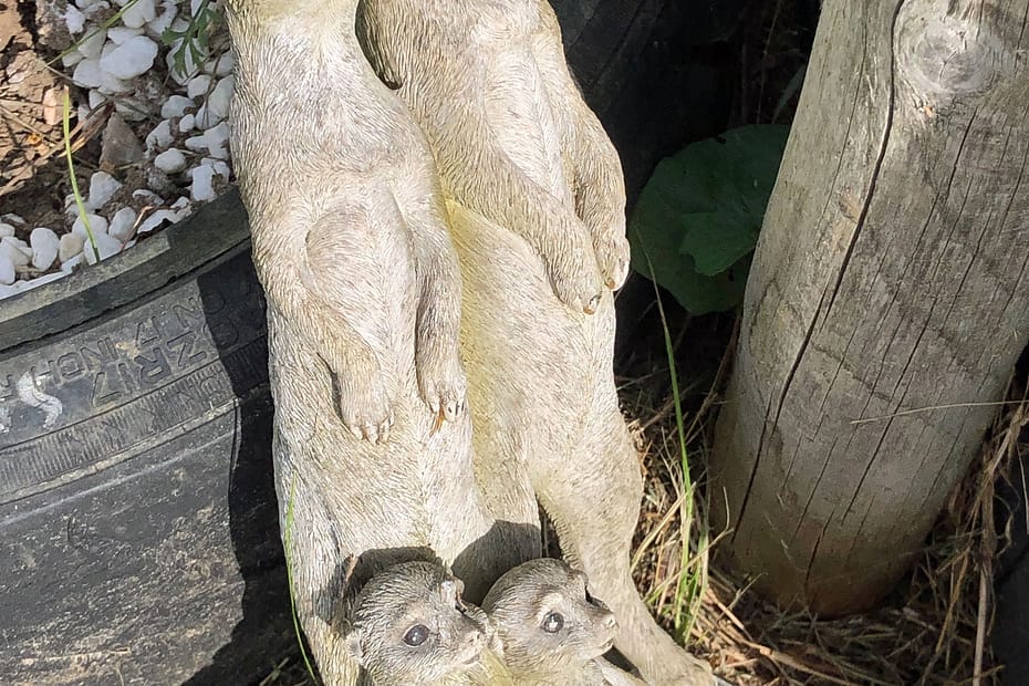 A group of 4 meerkats, mother & father, two kids, made in concrete on a round stand. Cold dead eyes.