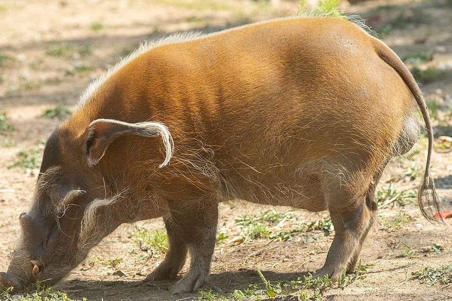 A red coloured bristly hog, tusked, rooting around in some rather dry, arid soil. It has a long tail and large testicles.