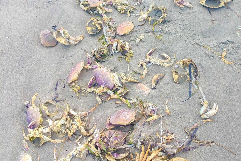 A bunch of crabs, some losing their shells as they molt, on a grey sandy beach.